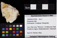 Foto (Objket + Etiketten) von Decapoda indet. 